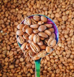 Mountain Peak Decaf Swiss Water Process Coffee Beans - Medium Roast